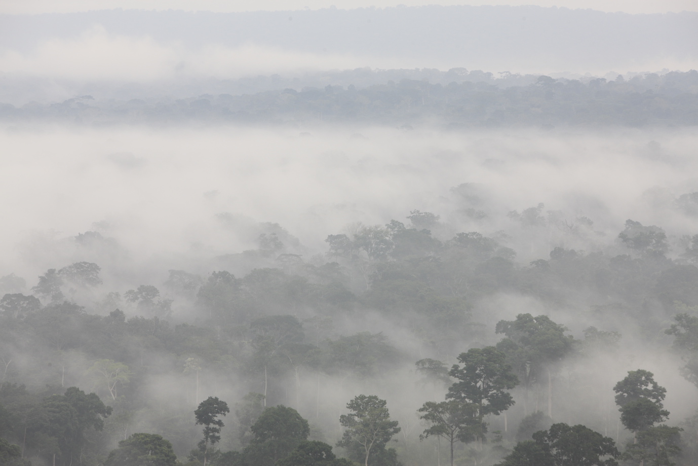 Forêt équatoriale