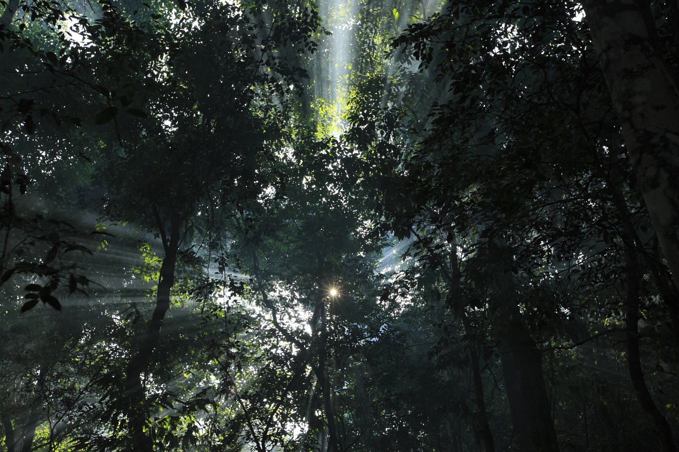 Forêt équatoriale